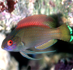 راس فرشته نقطه آبی