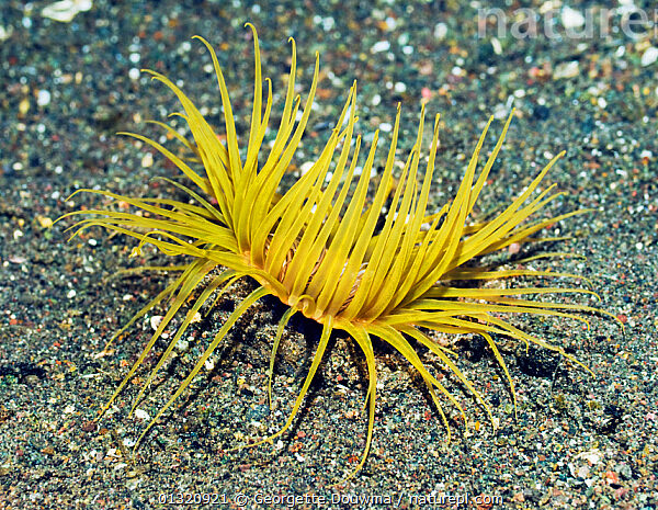 شقایق لوله ای زرد