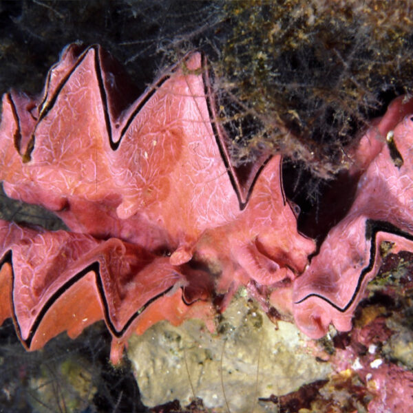 صدف شانه دار