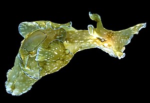 خرگوش ماهی پوزه بلند