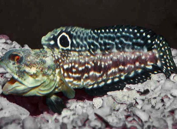 گابی فک بولسی