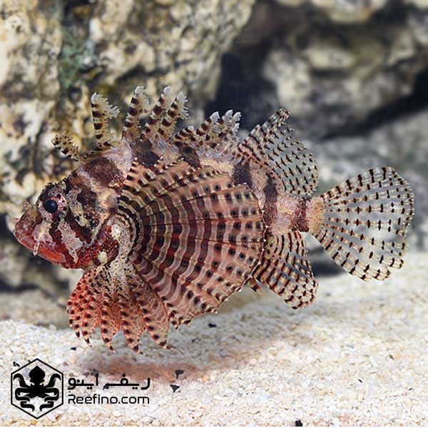 خروس ماهی باله کوتاه