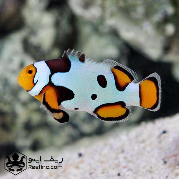 دلقک ماهی پیکاسو پرکولا