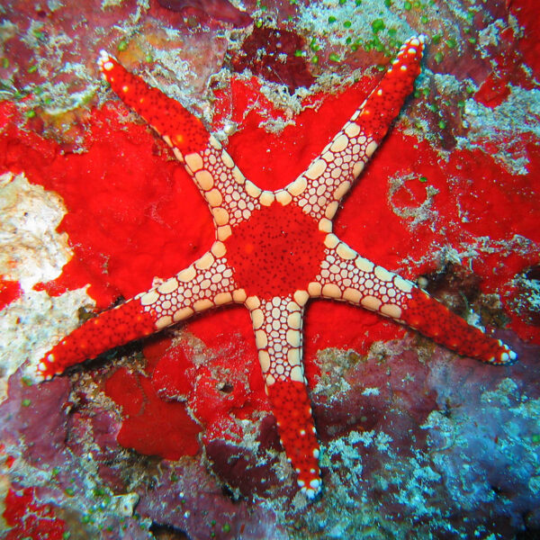 ستاره دریایی مرمری قرمز