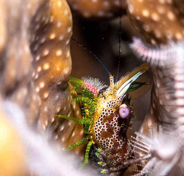 میگو مرمری سبز