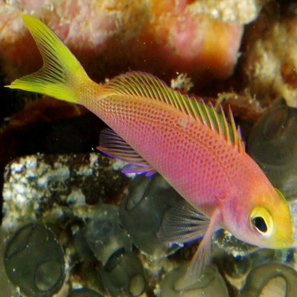 آنتیاس درخشنده