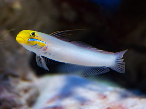 گلایدر راه راه طلای آبی