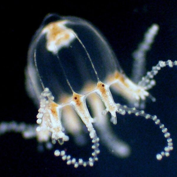 عروس دریایی مدوسا