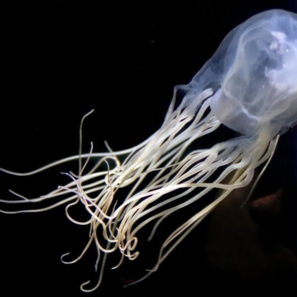 عروس دریایی جعبه ای