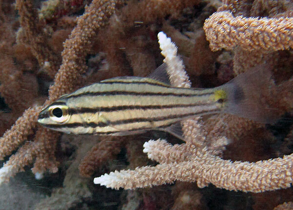 کاردینال پنج خط