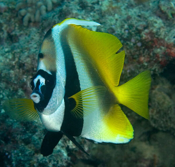 پروانه ماهی ماسک دار