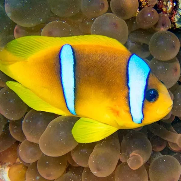 دلقک ماهی دو خط