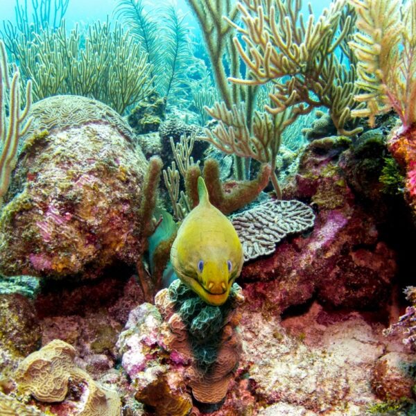 مارماهی سبز موری