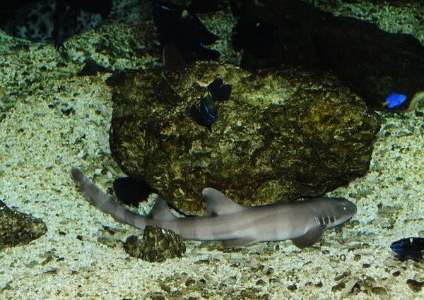 کوسه خالدار کوچک