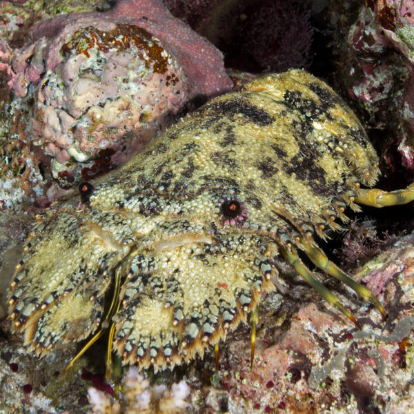 خرچنگ مجسمه سازی شده