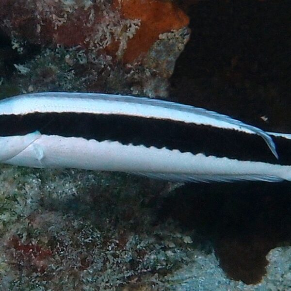 راس نوار مشکی