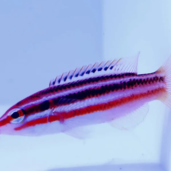 هاگ فیش ایزو