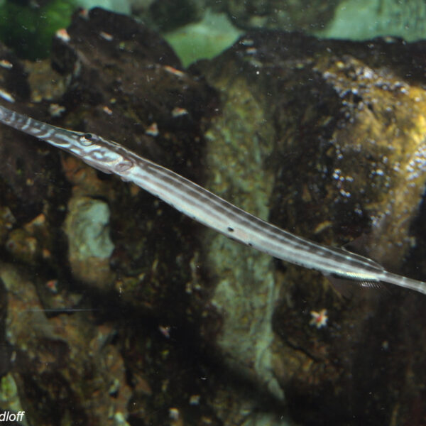 شیپور ماهی چینی