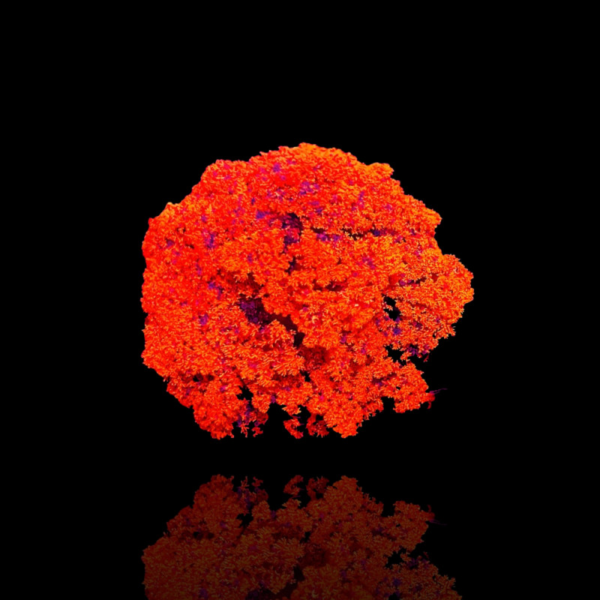 شقایق آتشین قرمز