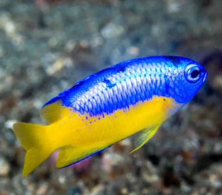 دامسل دو رنگ