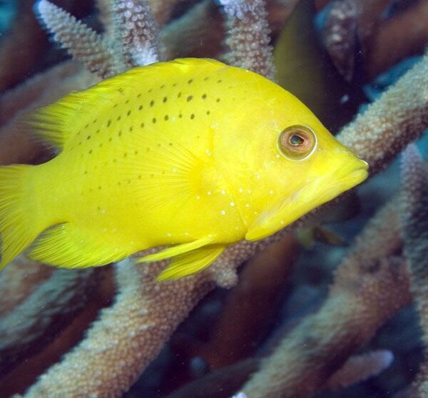 راس دندان زنجیری