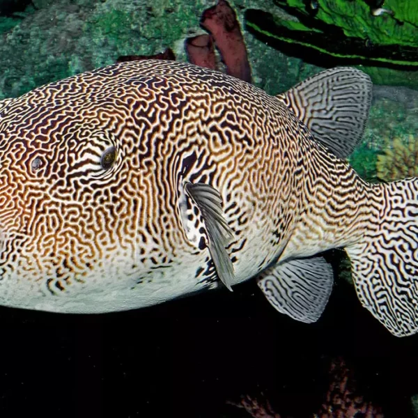 پافر فیش مپ