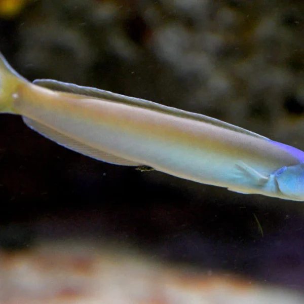 کاشی ماهی داسکی