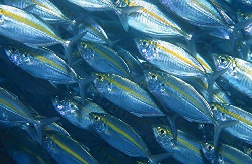 فوزیلر بند طلایی