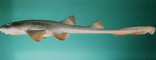 سگ شنای ژاپنی