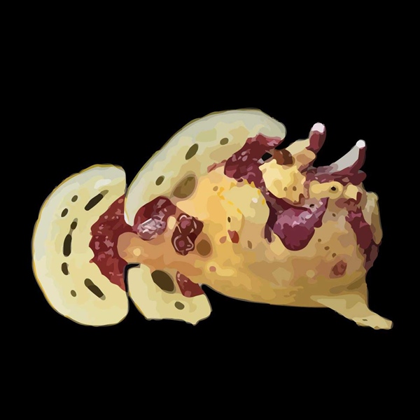 انگلر وارت اسکین