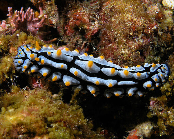 خرگوش دریایی سیاه خال زرد