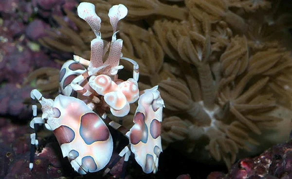 میگو هارلیکویین