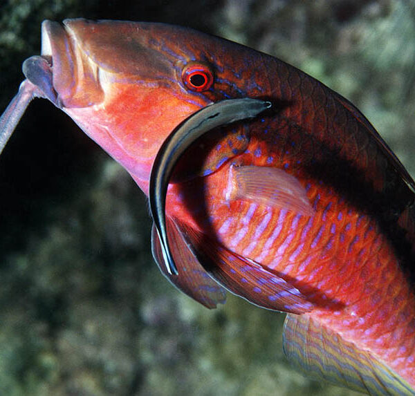 بز لانگ باربل