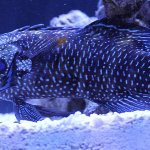 گروپر باله بلند