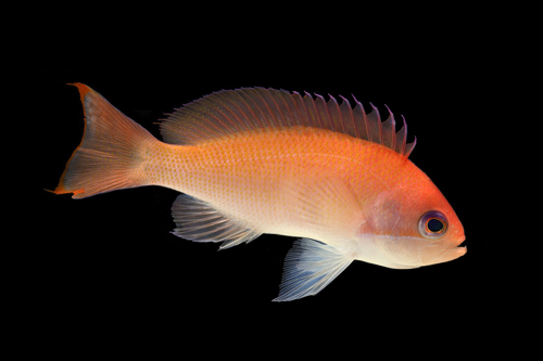 آنتیاس ترانکیت