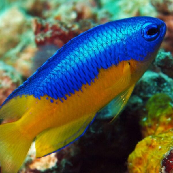 دامسل متالیک شکم زرد