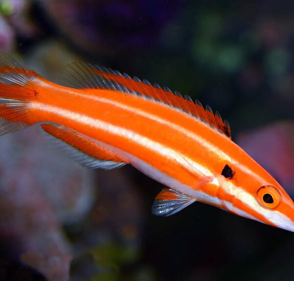 هاگ فیش نوار قرمز