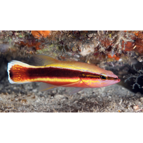 باسلت یوکینز