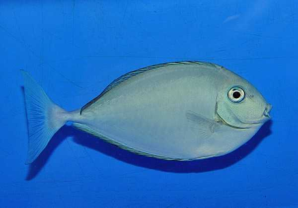 جراح ماهی تک شاخ زبان سیاه