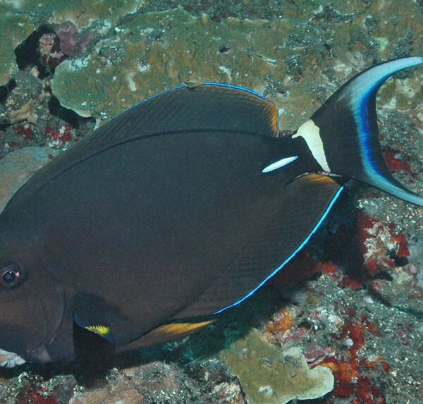 جراح ماهی خط سفید