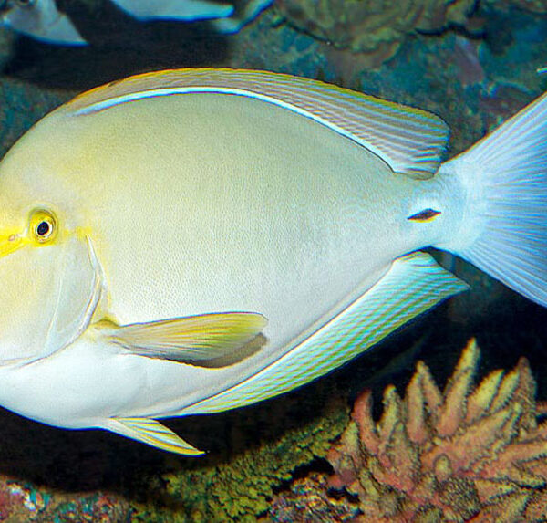 جراح ماهی باله زرد