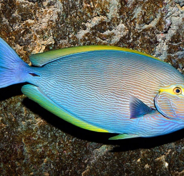 جراح ماهی ماتا