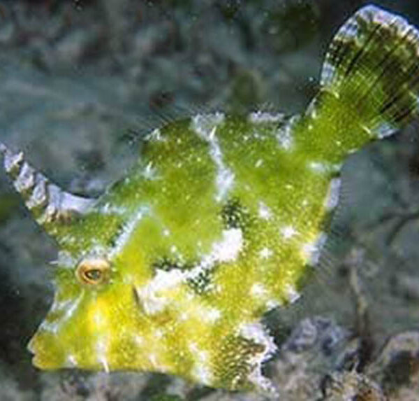 فایل فیش دم دنده ای