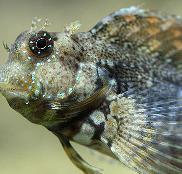 بلنی خزه ای