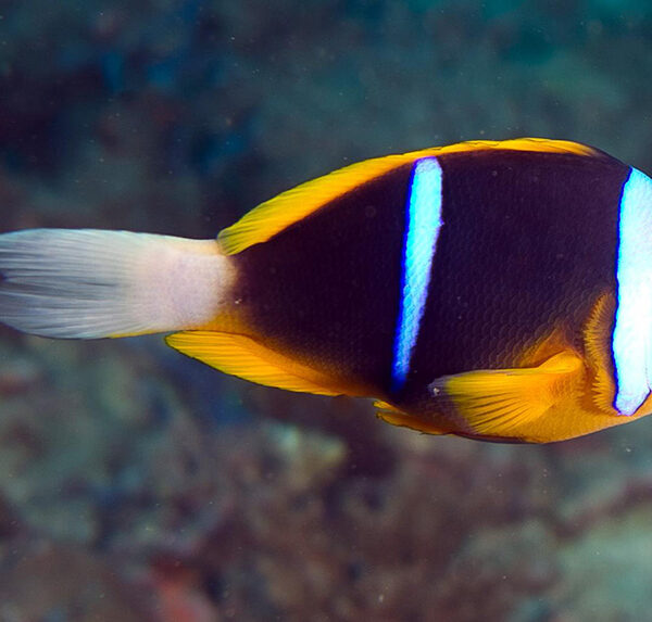 دلقک ماهی آلاردی