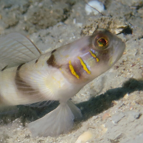 گابی والنسین