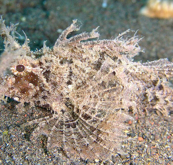 عقرب امبون زرد