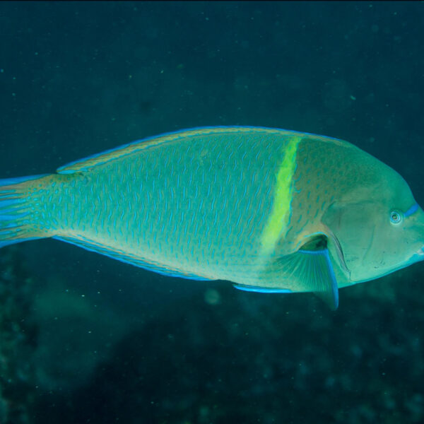 راس تامارین خالدار آبی