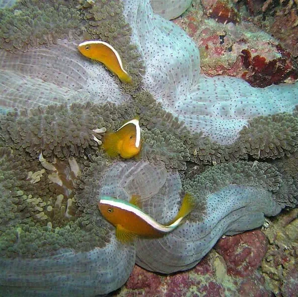 شقایق موکتی مرتن