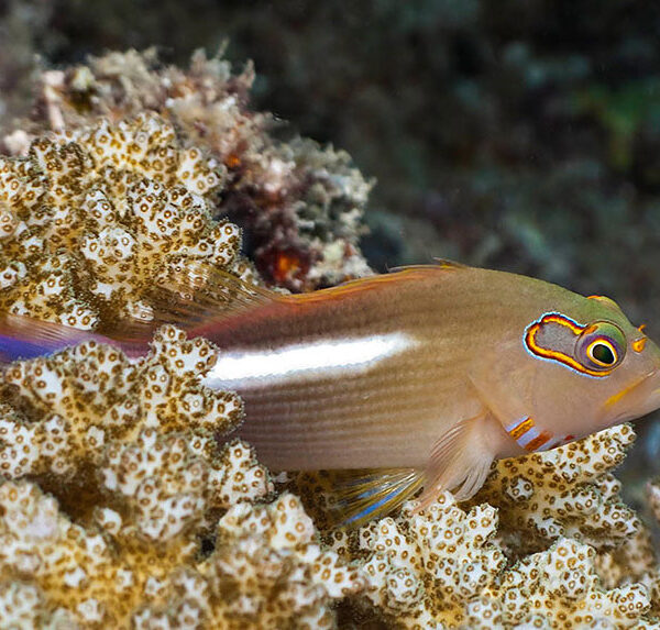 شاهین ماهی چشم هلالی